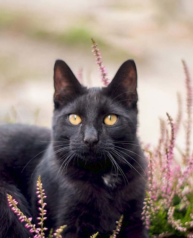 A black cat in lavender