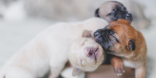 Four newborn puppies in a pile