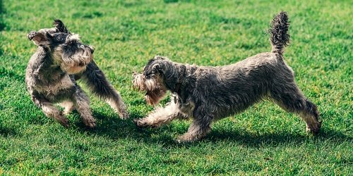 Two dogs playing in grass