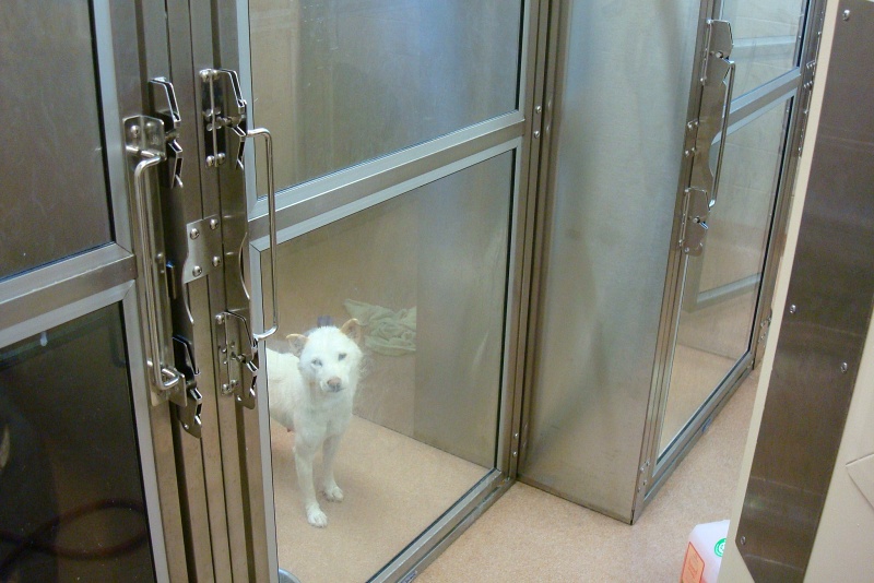 A white dog in a boarding facility